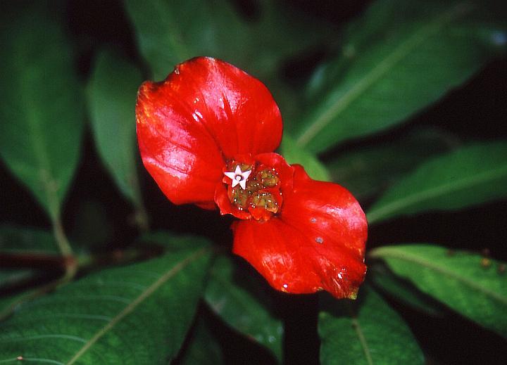 Il bianco del fiore - Panama 2005